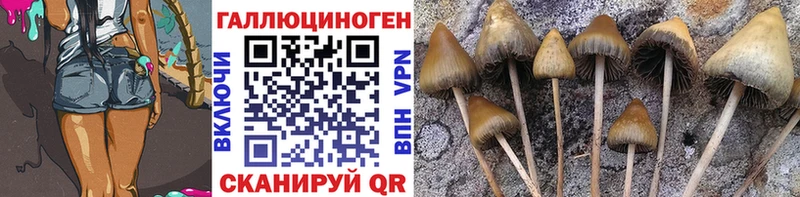 Галлюциногенные грибы Psilocybe Глазов