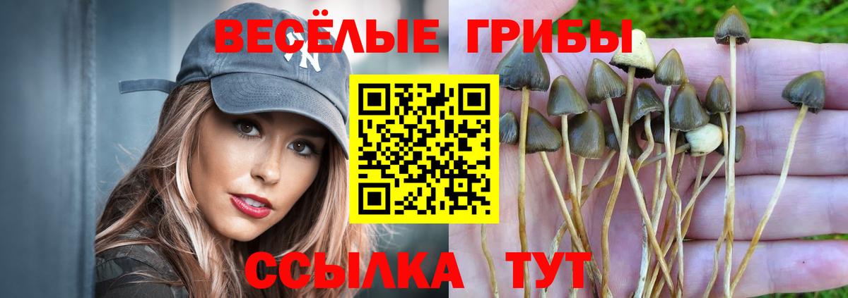 Галлюциногенные грибы Cubensis Глазов